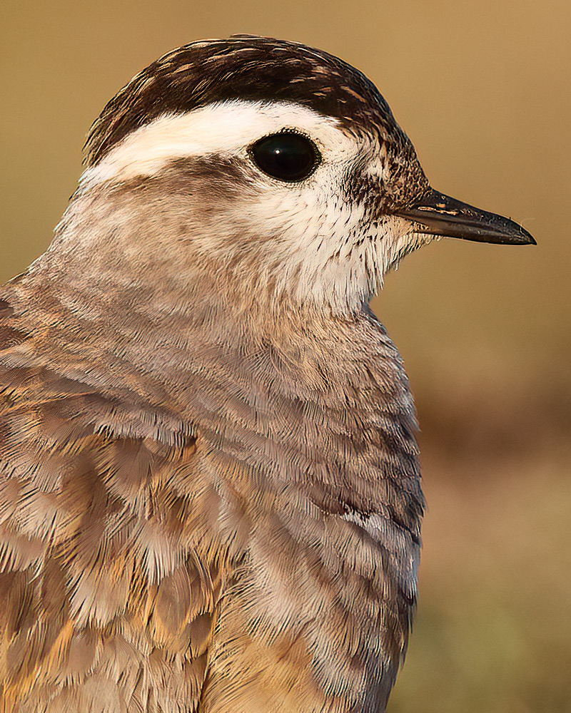 Dotterel